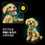 レゴジャパン LEGO Icons 11384ゴールデンレトリバーの子犬 11384ｺﾞ-ﾙﾃﾞﾝﾚﾄﾘﾊﾞ-ﾉｺｲﾇ-イメージ9