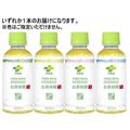 伊藤園 お茶体験 200mL F385693-62067